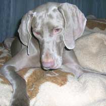 Samu