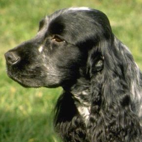 Mollyka