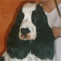 Samy