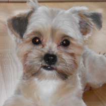 Pic�r