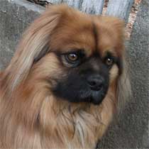 Muki
