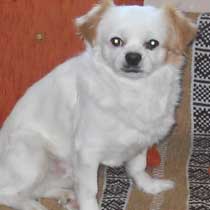 Gombócka