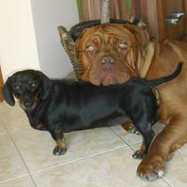 Spencer �s Mazsola: