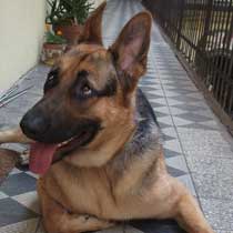 Aldo