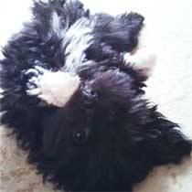 Ricco