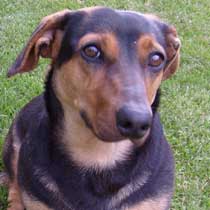 Szuszi