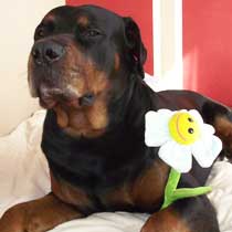 Bosco