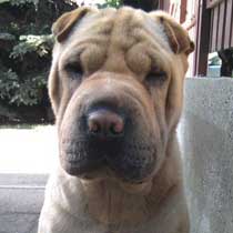 Boni
