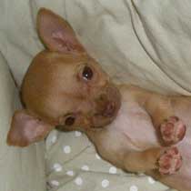Molly