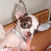 Lola