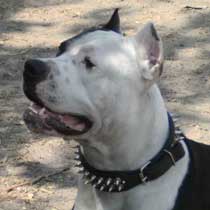 Zorba