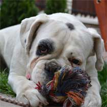Bessie