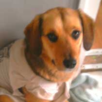 Lady