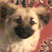 Morzsi