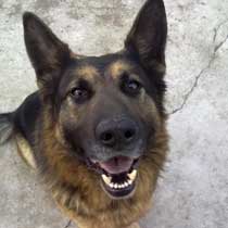 Rex